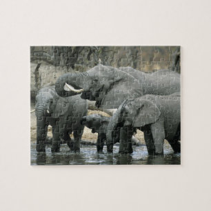Quebra-cabeça Elefante-africano, (Loxodonta africana), bebendo