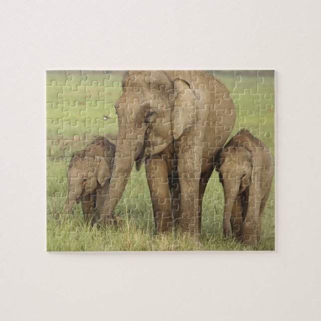 Quebra-cabeça Elefante Asiático Indiano e Filhotes (Horizontal)