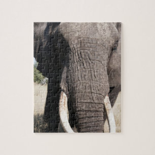 Quebra-cabeça Elefante (Loxodonta africana), Abu Camp 3