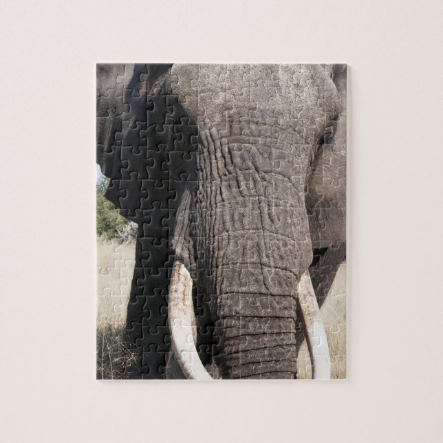 Quebra-cabeça Elefante (Loxodonta africana), Abu Camp 3 (Vertical)