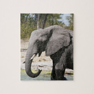 Quebra-cabeça Elefante (Loxodonta africana), Canal Savute