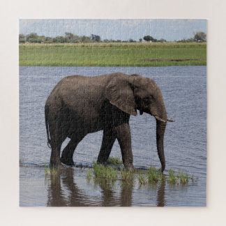 Quebra-cabeça elefante pacífico