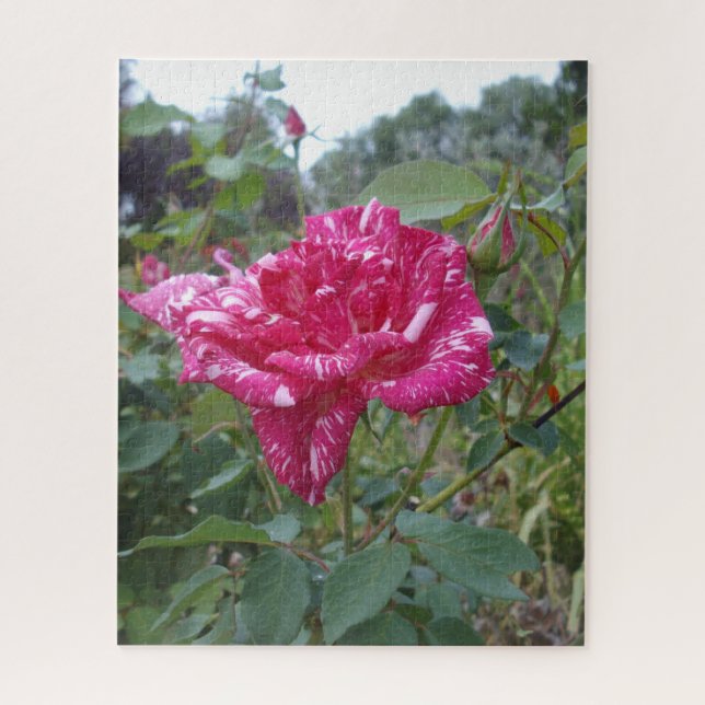 Quebra-cabeça Elegante, Rosa, Cor-De-Rosa E Branco, Quebra-cabeç (Vertical)