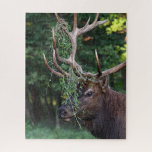 Quebra-cabeça Elk Touro Majestoso Mostrando Para As Vacas