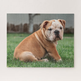 Quebra-cabeça Encantador Bulldog