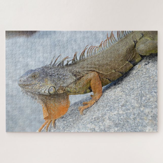 Quebra-cabeça Encerramento da iguana em Key West Florida (Horizontal)