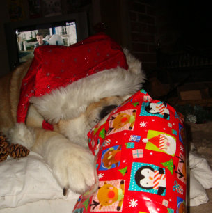 Quebra-cabeça engraçado, akita, que cachorro de Natal bonito
