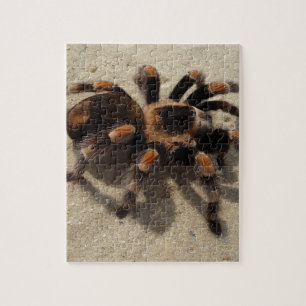 Quebra-cabeça Envenenamento tarantula brachypelma vermelho-joelh