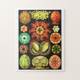 Quebra-cabeça Ernst Haeckel Ascidiae