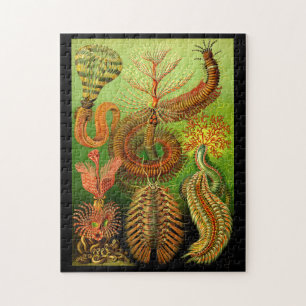 Quebra-cabeça Ernst Haeckel Chaetopoda