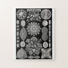 Quebra-cabeça Ernst Haeckel Diatomea