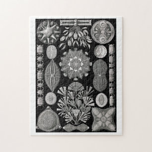 Quebra-cabeça Ernst Haeckel Diatomea
