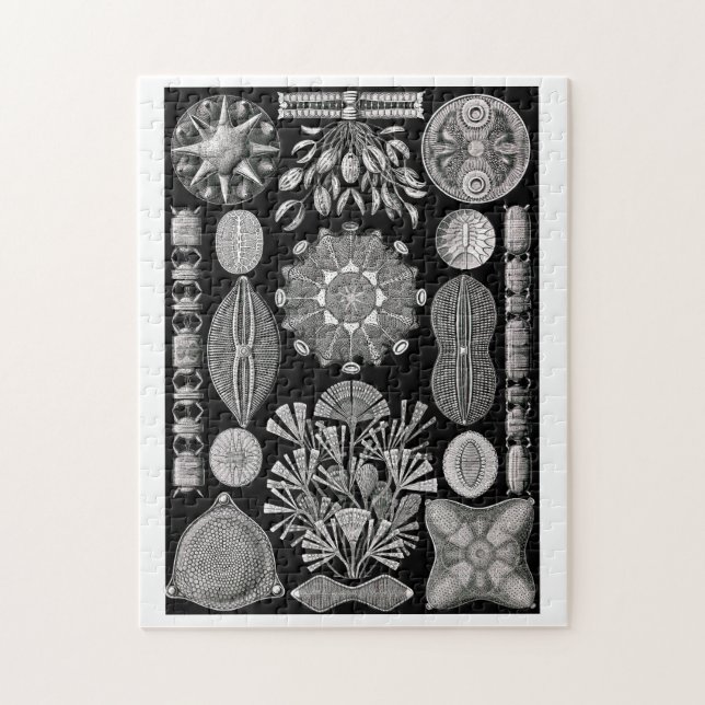 Quebra-cabeça Ernst Haeckel Diatomea (Vertical)