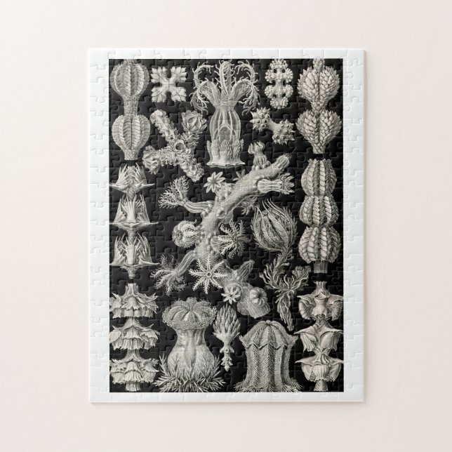 Quebra-cabeça Ernst Haeckel Gorgonia (Vertical)