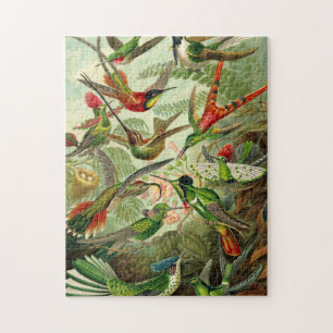 Quebra-cabeça Ernst Haeckel Trochilidae Hummingbird