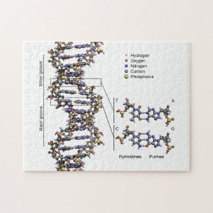 Quebra-cabeça Estrutura do DNA Diagrama das Bases do Ácido Desox