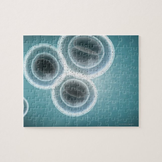 Quebra-cabeça Estrutura do MRSA (Horizontal)