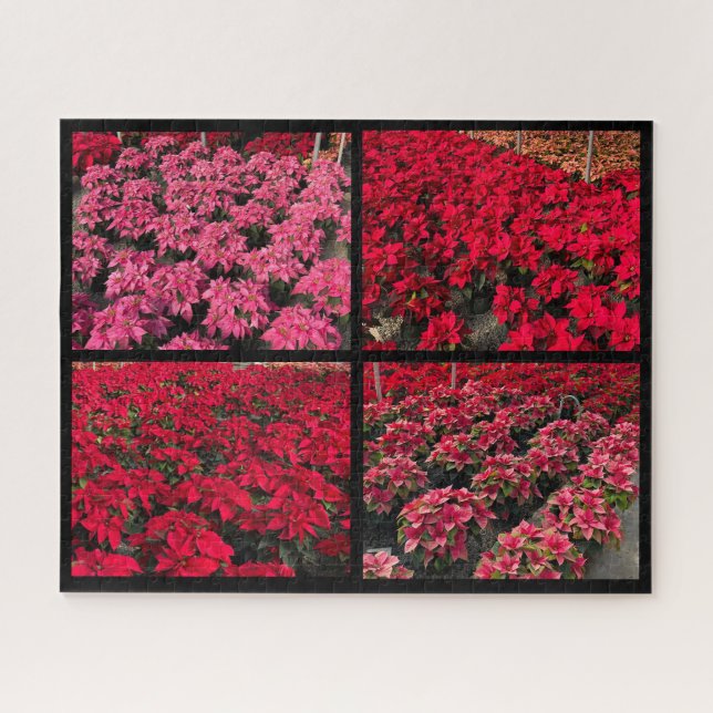 Quebra-cabeça Estufa de Natal Poinsettia Vermelho Rosa (Horizontal)