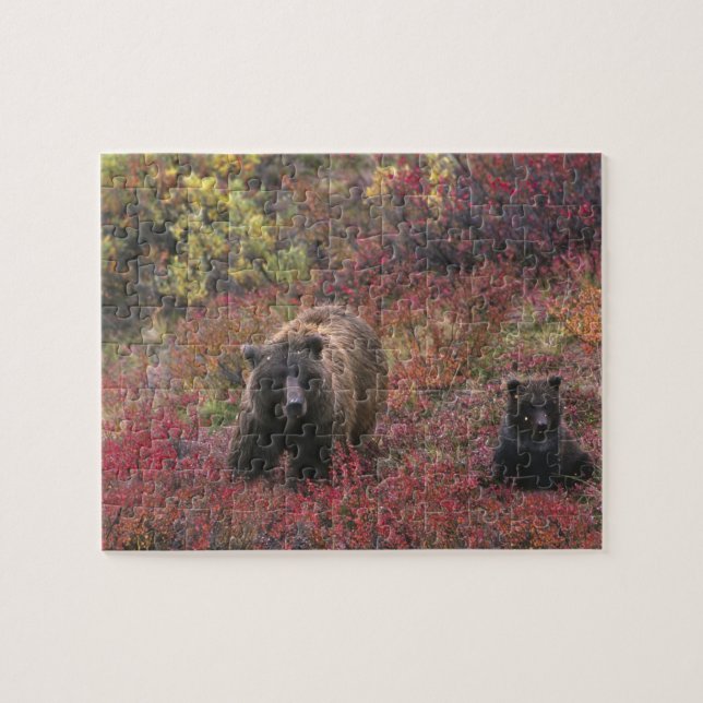 Quebra-cabeça EUA, Alasca, Parque Nacional Denali. Urso pardo (Horizontal)
