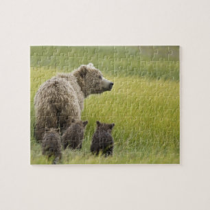 Quebra-cabeça EUA, Alasca, Parque Nacional Lake Clark. Urso-pard