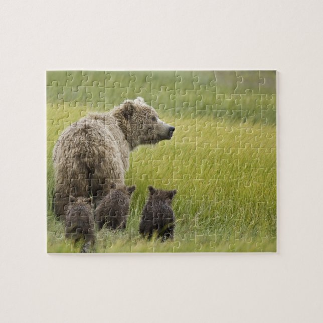 Quebra-cabeça EUA, Alasca, Parque Nacional Lake Clark. Urso-pard (Horizontal)