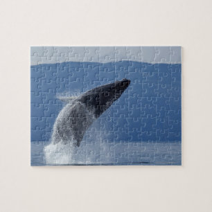 Quebra-cabeça EUA, Alaska, Angoon, baleia de Humpback (Megaptera