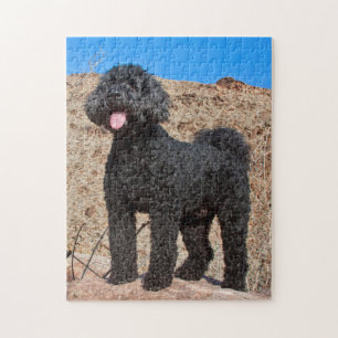 Quebra-cabeça EUA, Califórnia. Labradoodle em Pé