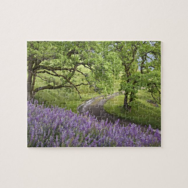 Quebra-cabeça EUA, Califórnia, Parque Nacional Redwood. Sujeira (Horizontal)