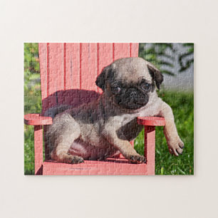 Quebra-cabeça EUA, Califórnia. Pug cachorrinho desleixado