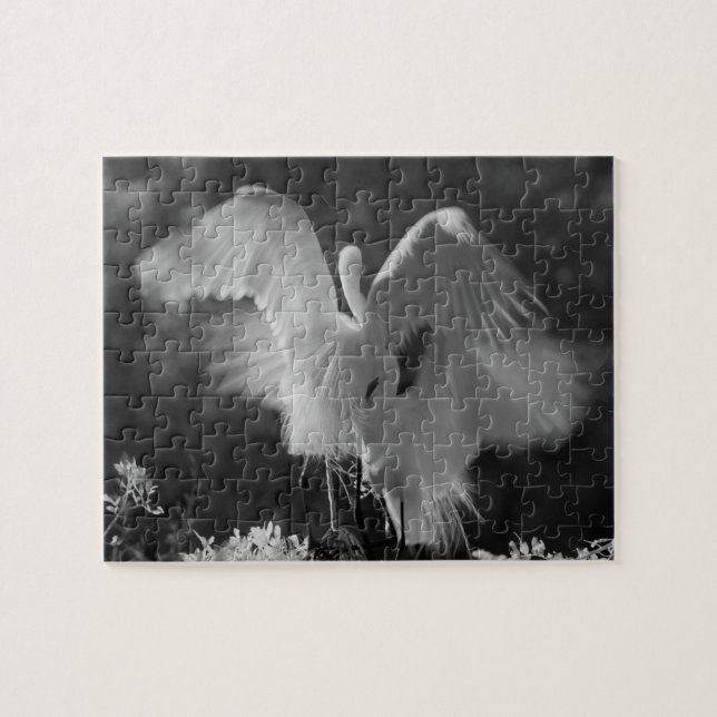 Quebra-cabeça EUA, Flórida, Garça-branca-grande (Ardea alba) inf (Horizontal)