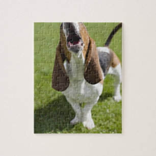 Quebra-cabeça EUA, Illinois, Washington, retrato do Bassett