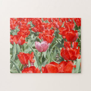 Quebra-cabeça EUA, Kansas, Tulipas Vermelhas Com Uma Tulipa Rosa