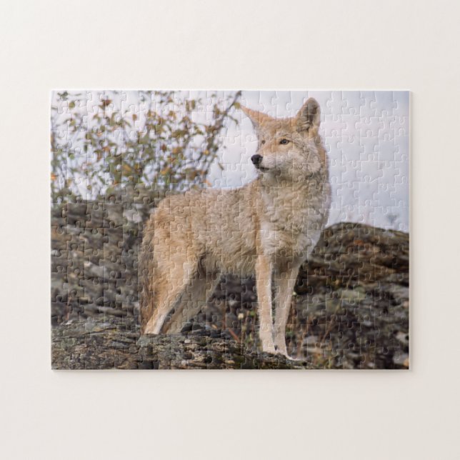 Quebra-cabeça EUA, Montana, Kalispell. Coyote no Triple D (Horizontal)