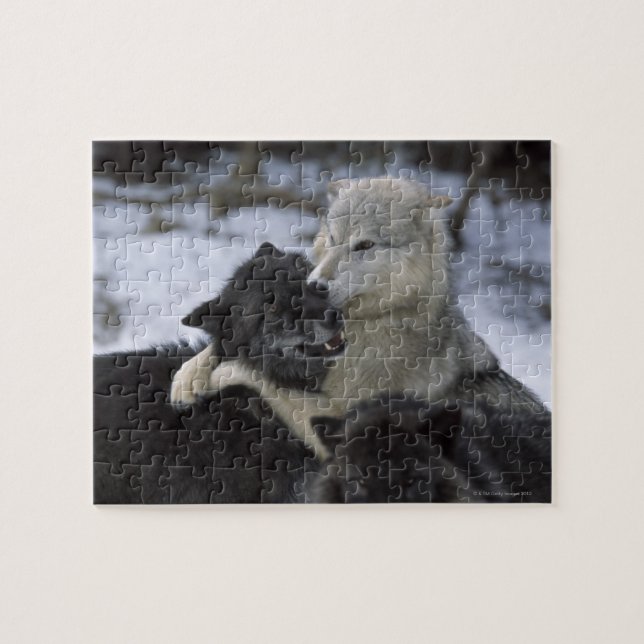 Quebra-cabeça EUA, Montana, Lobos jogando neve (Horizontal)