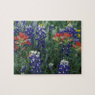 Quebra-cabeça EUA, Texas Hill Country. Bluebonnets e