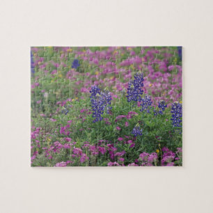 Quebra-cabeça EUA, Texas Hill Country. Bluebonnets entre phlox