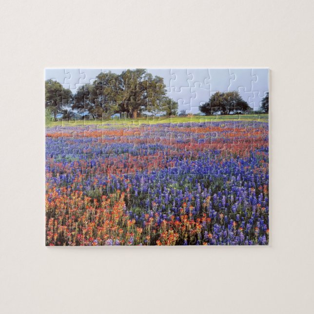 Quebra-cabeça EUA, Texas, Llano. Bluebonnets e redbonnets (Horizontal)
