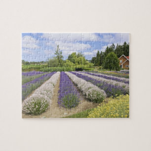 Quebra-cabeça EUA, WA, Sequim, Purple Haze Lavender Farm