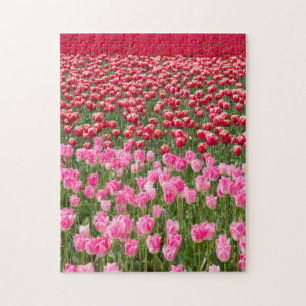 Quebra-cabeça EUA, Washington. Campo de Tulipas Multicoloridas