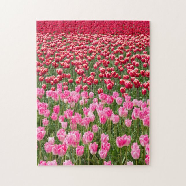 Quebra-cabeça EUA, Washington. Campo de Tulipas Multicoloridas (Vertical)