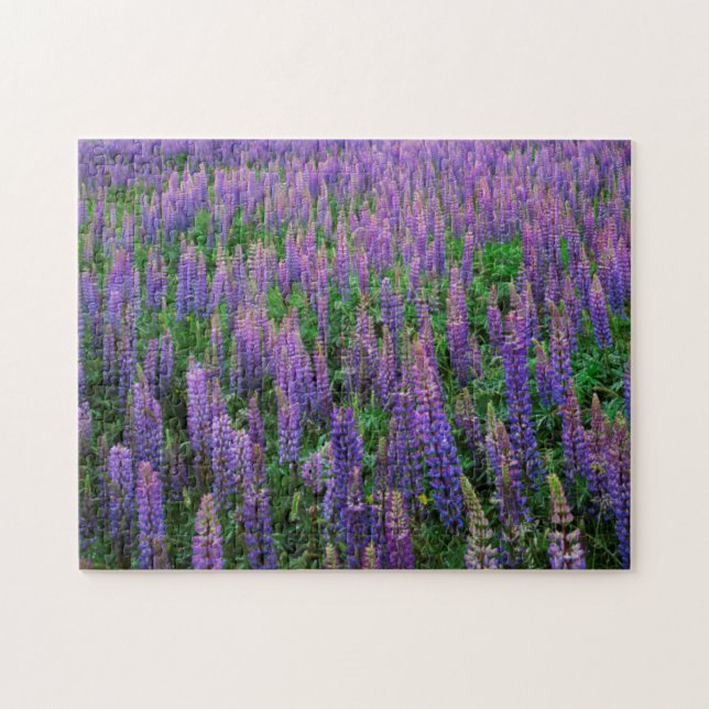 Quebra-cabeça EUA, Washington, Condado de Clallam, Lupine (Horizontal)
