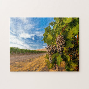 Quebra-cabeça EUA, Washington, Vale de Yakima. Uvas Merlot