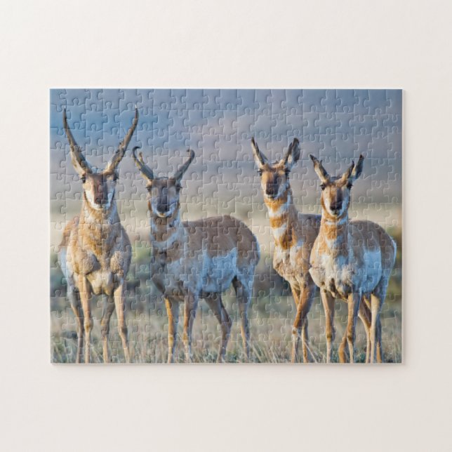 Quebra-cabeça EUA, Wyoming, Quatro antílopes machos (Horizontal)