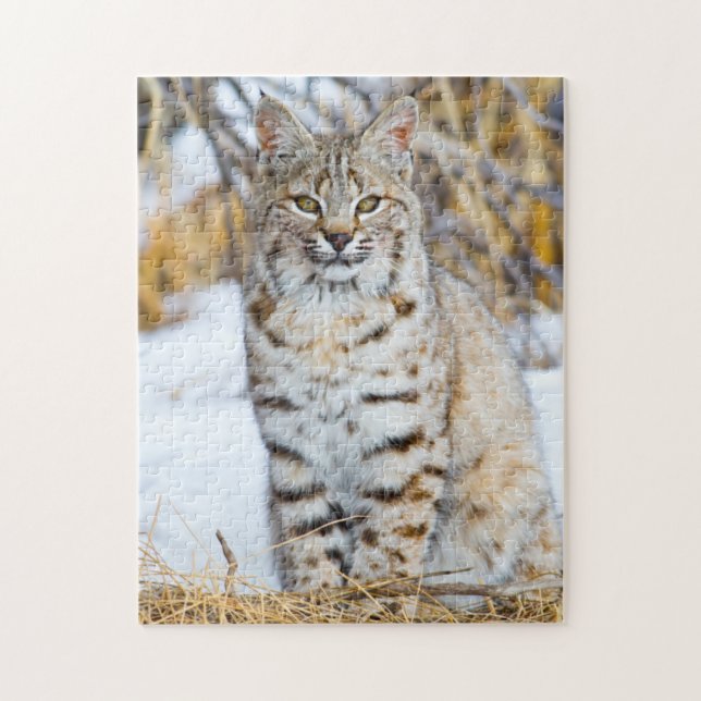 Quebra-cabeça EUA, Wyoming, Retrato de Lince Vermelho (Vertical)