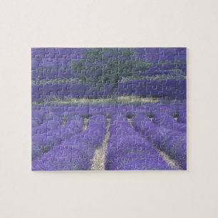 Quebra-cabeça Europa, França, Provença, Sault, Campos de lavanda