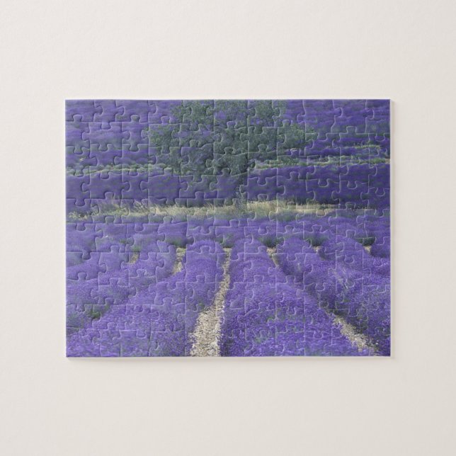 Quebra-cabeça Europa, França, Provença, Sault, campos de Lavanda (Horizontal)