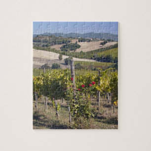 Quebra-cabeça Europa, Itália, Úmbria, perto de Montefalco, Vinha
