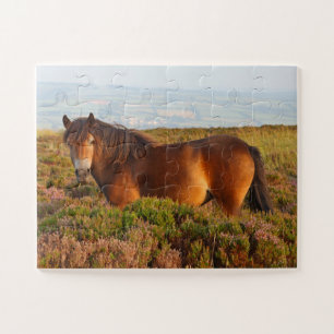 Quebra-cabeça Exmoor pôy, cavalo, Somerset, Inglaterra