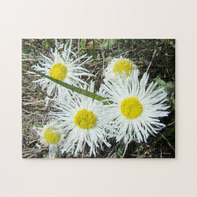 Quebra-cabeça F10 Flores Silvestres Brancas Erigerão Cespitoso (Horizontal)
