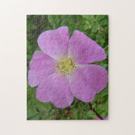 Quebra-cabeça F11 Rosa Silvestre "Rosa arkansana"